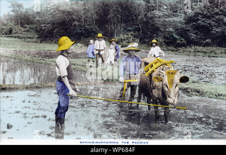 [ 1920s Japan - Japanese Farmers Plowing a Rice Field ] —   Farmers working in a rice field. Interestingly, they are all wearing Western-style clothes.  This postcard is from a series about Japanese farming, called Farmer Life in Japan.  20th century vintage postcard. Stock Photo