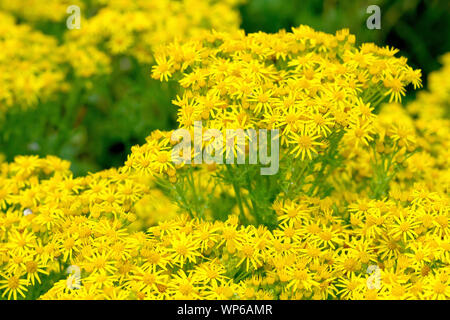 Common Ragwort (senecio jacobaea), close up of the mass of flowers produced by plants in full bloom. Stock Photo