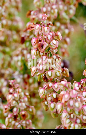 Curled Dock (rumex crispus), close up showing details of the seeds or fruits. Stock Photo