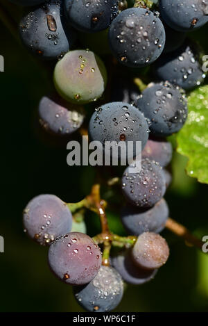 Closeup of ripe dark grapes with water drops in summer in Germany with text field Stock Photo