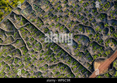 Aerial image showing typical vineyard culture (viticulture) landscape of Pico Island at Criação Velha and Candelária, Madalena. The pattern of plots ( Stock Photo
