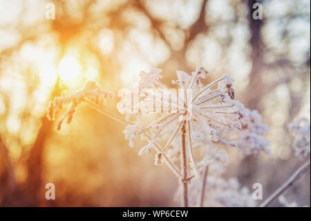 Dry grass against the blue sky in winter. Dry the umbrellas of plants covered with frost, upright. Shining cold in the winter woods. Christmas backgro Stock Photo