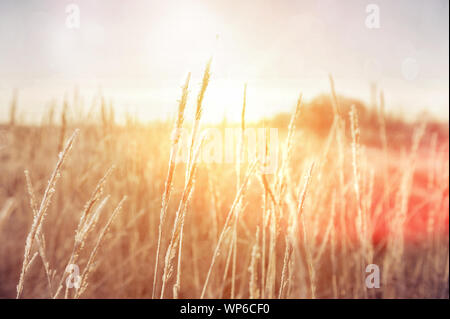 Reeds against a blue sky in winter. Dry stems of reed covered with hoarfrost, vertical. dry grass shining frost in winter forest Christmas background. Stock Photo