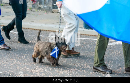 Perth, Scotland, United Kingdom, 7th September 2019. All Under One Banner Independence March: Independence supporters march through Perth in the 7th All Under One Banner (AUOB) march of this year. A dog with a saltire Stock Photo