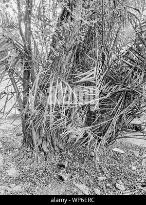 SCARY IMAGE OF TREE TRUNK SCATTERED BRANCHES TRUNK BUSHES AND HORROR DEFYING BLACK AND WHITE Stock Photo