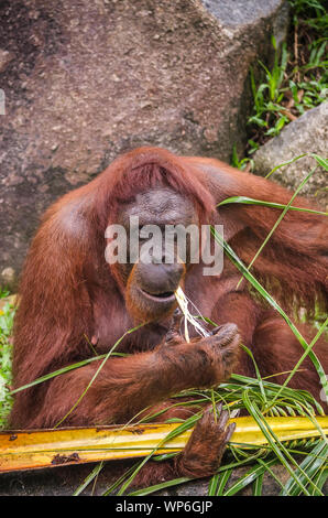 Close up of strong and big Malaysian Borneo Orangutan (orang-utan) in natural environment. Orangutans are among the most intelligent primates. Stock Photo