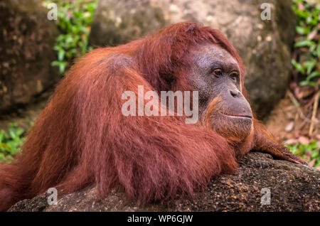 Close up of strong and big Malaysian Borneo Orangutan (orang-utan) in natural environment. Orangutans are among the most intelligent primates. Stock Photo