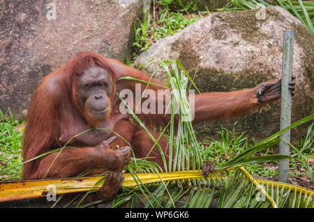 Close up of strong and big Malaysian Borneo Orangutan (orang-utan) in natural environment. Orangutans are among the most intelligent primates. Stock Photo