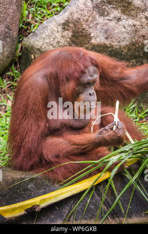 Close up of strong and big Malaysian Borneo Orangutan (orang-utan) in natural environment. Orangutans are among the most intelligent primates. Stock Photo