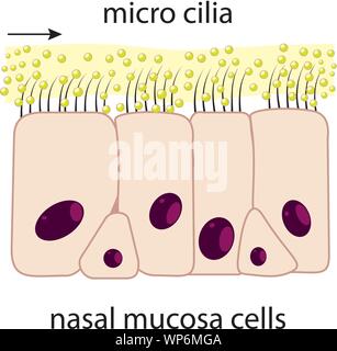 Nasal mucosa Stock Vector