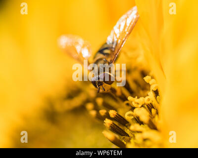 Hoverfly Closeup on a Sunflower Stock Photo
