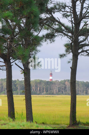 Assateague Lighthouse in the distance on the horizon as seen from between a small copse of pine trees Stock Photo