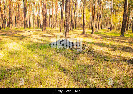 trash in the forest on a sunny day - background Stock Photo