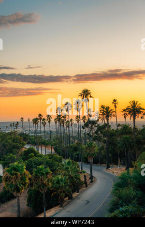 Palm trees and road at sunset, in Elysian Park, Los Angeles, California Stock Photo