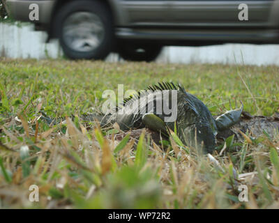 Iguana fallen from a tree during unusually cold days of January lays close to the road with car speeding by in Kendall area of Miami, Florida, USA Stock Photo