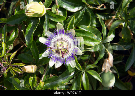 The blue passion flowers Passifloraceae are a plant family within the order of Malpighienartigen Malpighiales Stock Photo