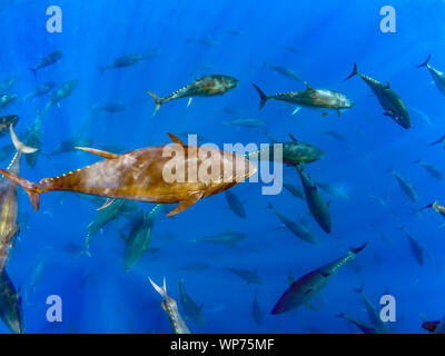 Atlantic Bluefin Tuna (Thunnus thynnus) Stock Photo
