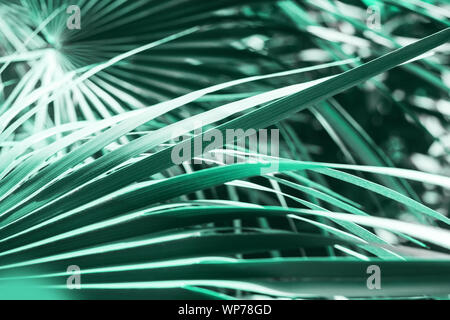 Tropical palm leaves shadow on green background. Nature concept, copy space, neo mint, biscay green trendy color. Stock Photo
