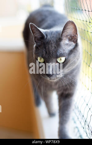beautiful grey cat walking on a balcony protected by a net. Stock Photo