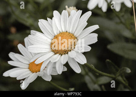 Closeup macro photography of 2 blossoms of the daisy flower. Stock Photo
