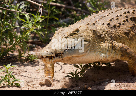 A menacing Nile Crocodile strides across the shore of Lake Nzerakera Stock Photo
