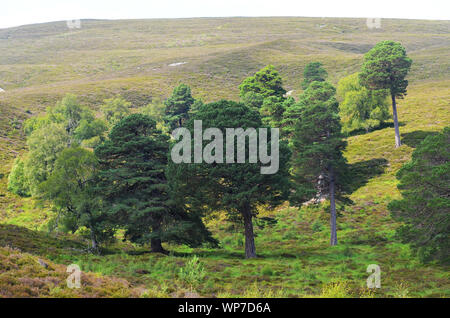 Caledonian pine forests covering the floor of Lairig Ghru valley in the central Cairngorms, Scotland Stock Photo