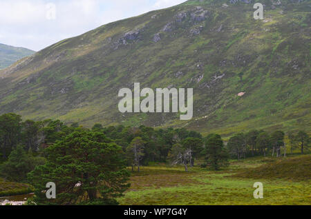 Caledonian pine forests covering the floor of Lairig Ghru valley in the central Cairngorms, Scotland Stock Photo