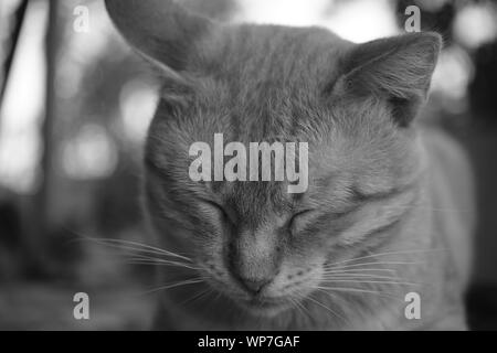 cat sleeps outdoor, closeup face, black and white photo. Stock Photo