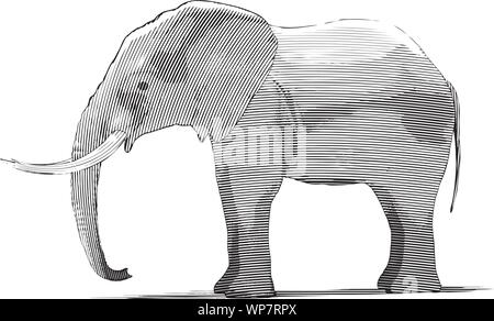 Engraved-style illustration of an elephant. Stock Vector