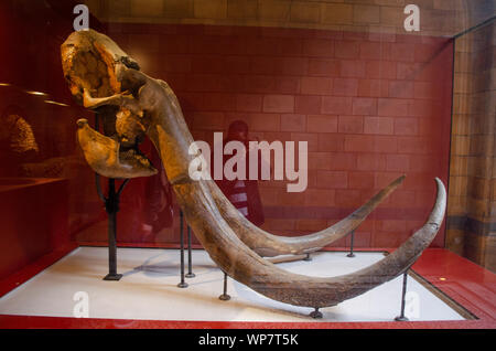 Mammuthus trogontherii, steppe mammoth at NHM, London. Stock Photo