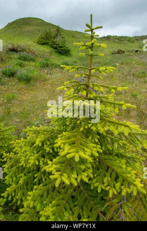 Sitka Spruce trees (Picea sitchensis)  Adak Island, Aleutian Islands, Alaska - introduced Stock Photo