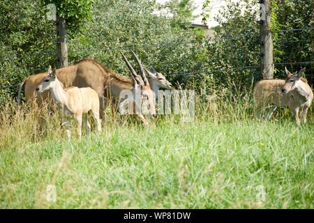 Common Eland Grazing from grass and bush. Antelope species can be domesticated. Eating from trees at the Wilds in Cumberland. Horned deer, taurotargus Stock Photo