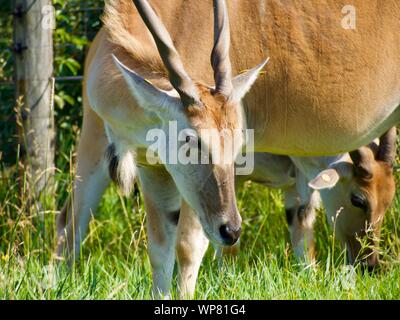 Common Eland Grazing from grass and bush. Antelope species can be domesticated. Eating from trees at the Wilds in Cumberland. Horned deer, taurotargus Stock Photo