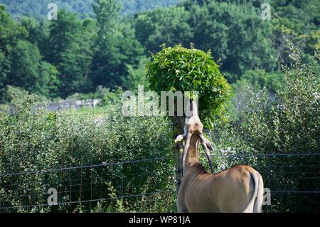 Common Eland Grazing from grass and bush. Antelope species can be domesticated. Eating from trees at the Wilds in Cumberland. Horned deer, taurotargus Stock Photo