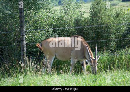 Common Eland Grazing from grass and bush. Antelope species can be domesticated. Eating from trees at the Wilds in Cumberland. Horned deer, taurotargus Stock Photo