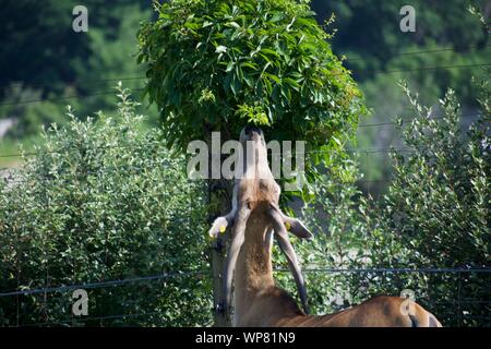 Common Eland Grazing from grass and bush. Antelope species can be domesticated. Eating from trees at the Wilds in Cumberland. Horned deer, taurotargus Stock Photo