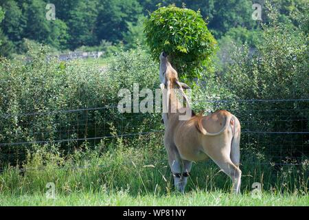 Common Eland Grazing from grass and bush. Antelope species can be domesticated. Eating from trees at the Wilds in Cumberland. Horned deer, taurotargus Stock Photo