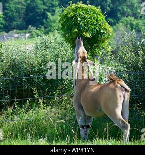 Common Eland Grazing from grass and bush. Antelope species can be domesticated. Eating from trees at the Wilds in Cumberland. Horned deer, taurotargus Stock Photo