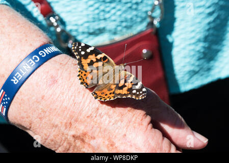 Painted Lady butterfly (Vanessa cardui) sitting on woman's hand. Stock Photo