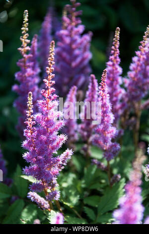 Pumila Dwarf Chinese Astilbe (Astilbe chinensis 'Pumila') Stock Photo