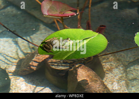 Green Frog (Lithobates clamitans melanota) sitting on lily pad, Seal Harbor, Maine. Stock Photo