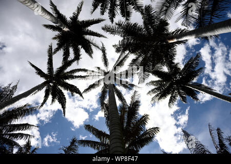 Colombian tropical Quindio Wax Palm trees, clouds and sky, Andes Mountains Stock Photo