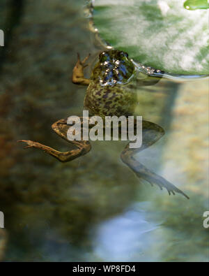 Green Frog (Lithobates clamitans melanota) holding on to lily pad, Seal Harbor, Maine. Stock Photo