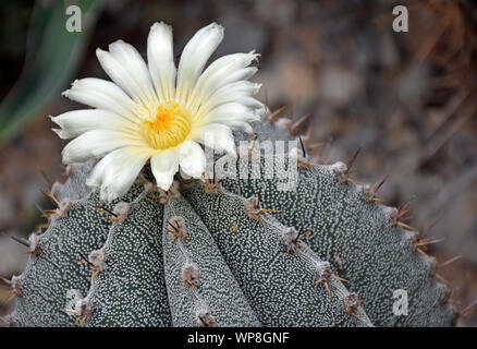 Flowering Astrophytum Ornatum or Bishops Cap from the Central Plateau of Mexico Stock Photo