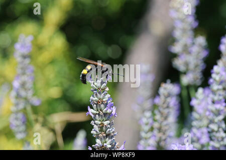 mammoth wasp Latin megascolia maculata family scoliidae the largest wasp in Europe this is a male with a black head feeding on lavender in Italy Stock Photo