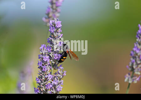 mammoth wasp Latin megascolia maculata family scoliidae the largest wasp in Europe this is a male with a black head feeding on lavender in Italy Stock Photo