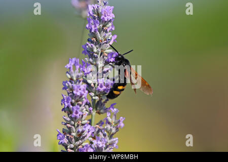 mammoth wasp Latin megascolia maculata family scoliidae the largest wasp in Europe this is a male with a black head feeding on lavender in Italy Stock Photo