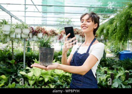 Cheerful pretty greenhouse worker holding pot with small plant and taking photo on smartphone Stock Photo