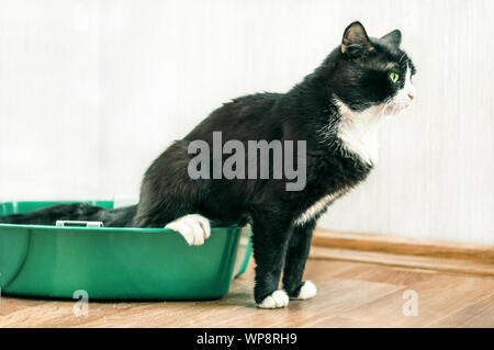 Black with white cat sitting on a toilet tray Stock Photo