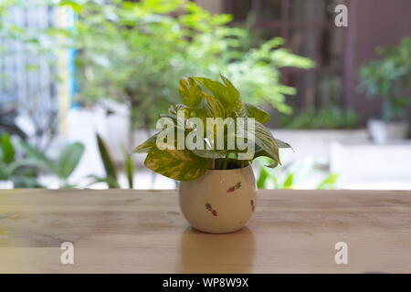 The Pothos with a Natural Light in the Morning Summer Day Stock Photo